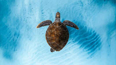 A bird's eye view of a turtle in clear blue water