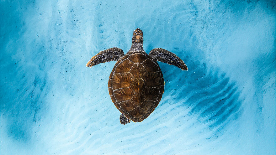 A bird's eye view of a turtle in clear blue water