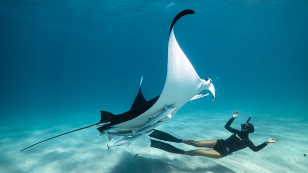 A scuba diver swimming with a huge sting ray