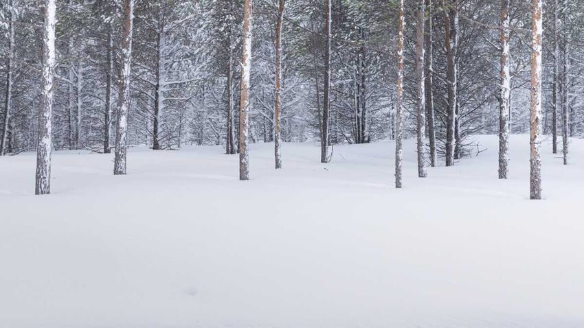 forest of thin trees without leaves covered in slow as the ground also is