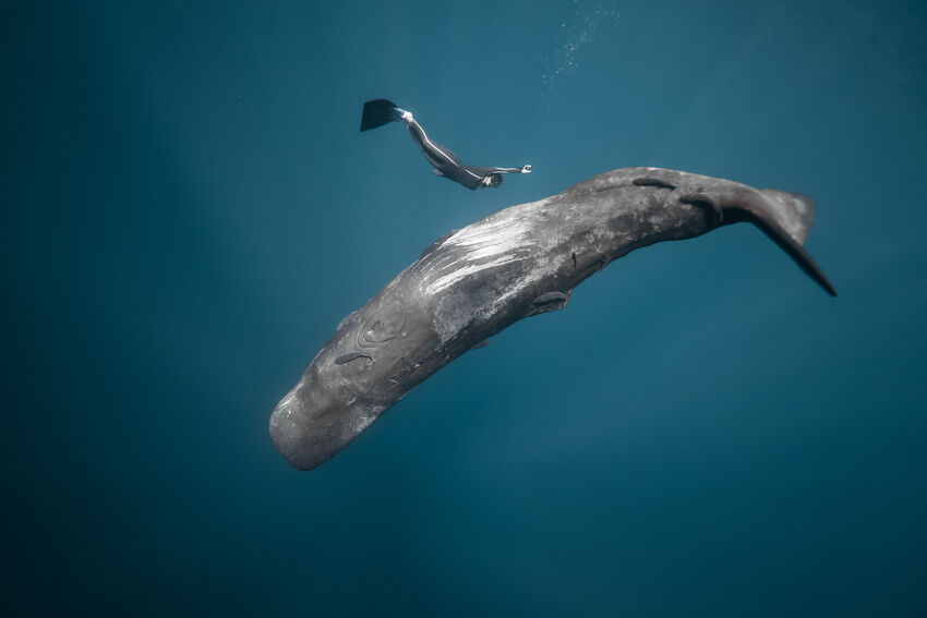 An image of a whale for Ocean Film Festival World Tour 2025